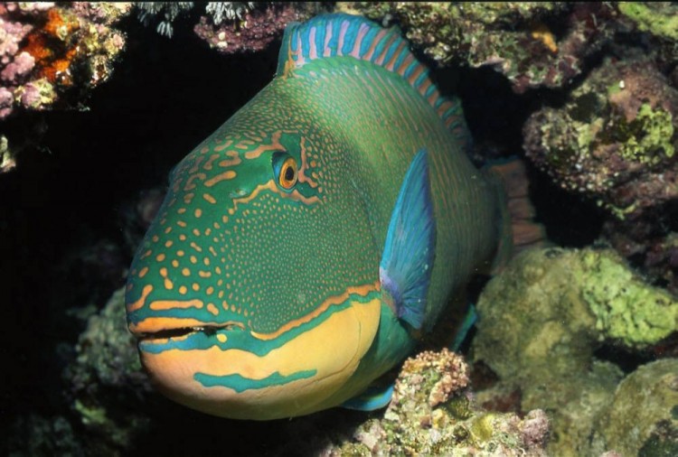 Fonds d'cran Animaux Vie marine - Poissons poisson perroquet