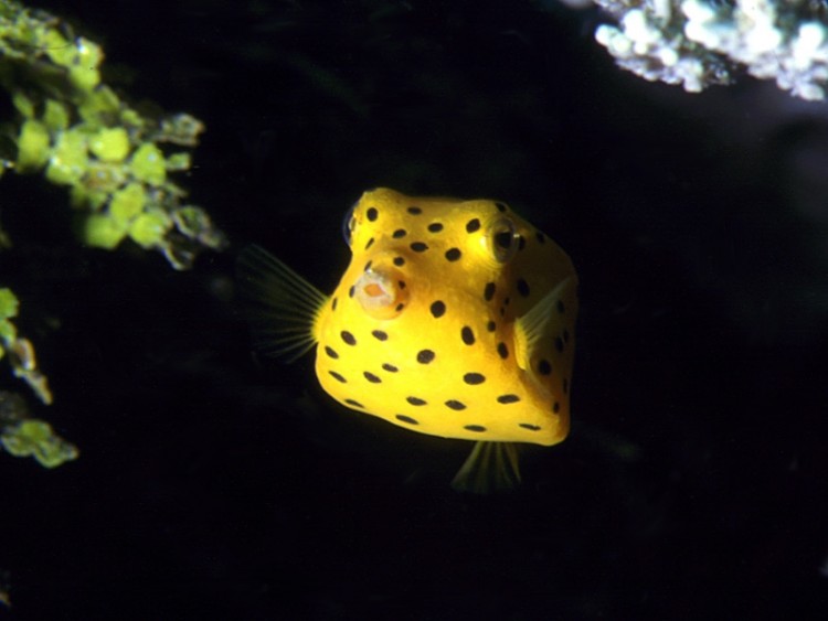 Fonds d'cran Animaux Vie marine - Poissons poisson coffre