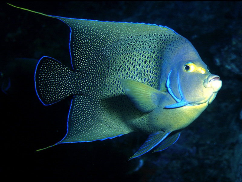 Fonds d'cran Animaux Vie marine - Poissons 