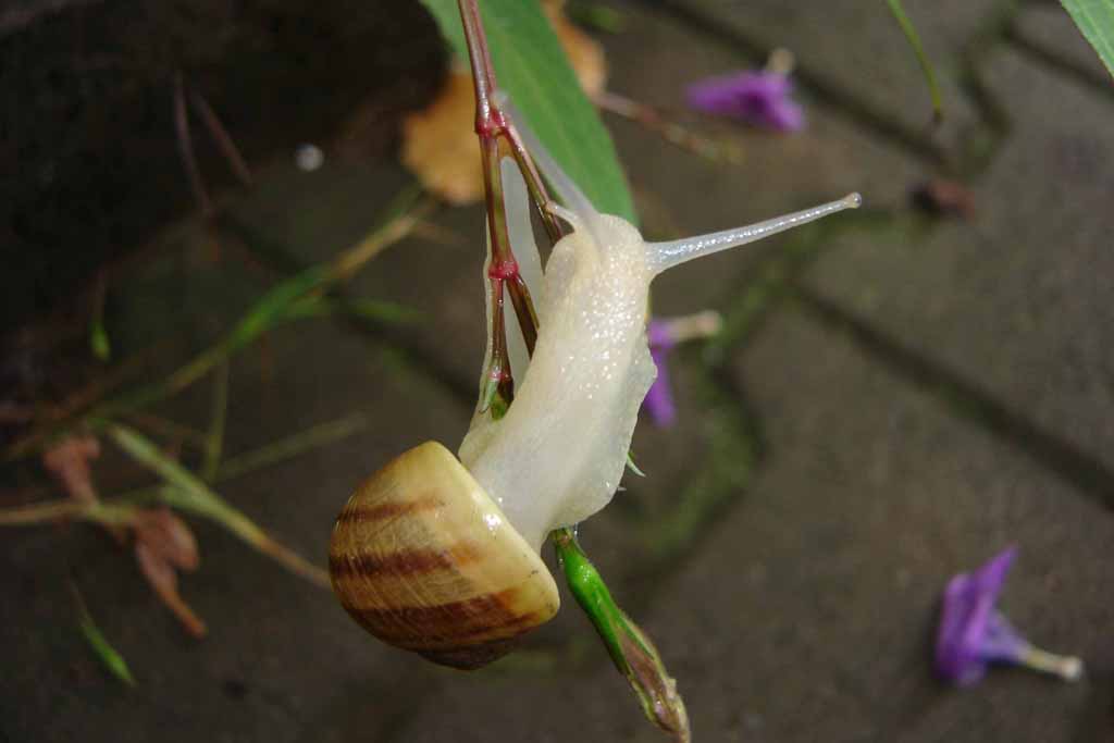 Wallpapers Animals Snails - Slugs Escago