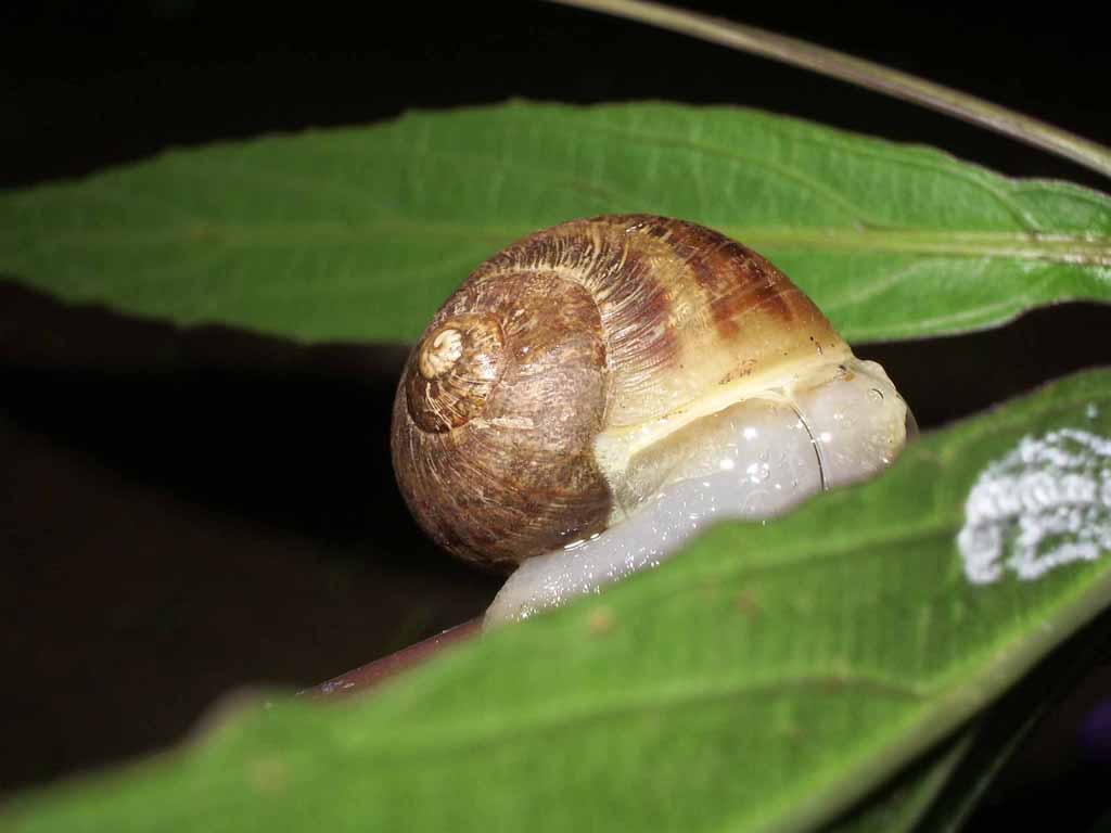 Wallpapers Animals Snails - Slugs La coquille