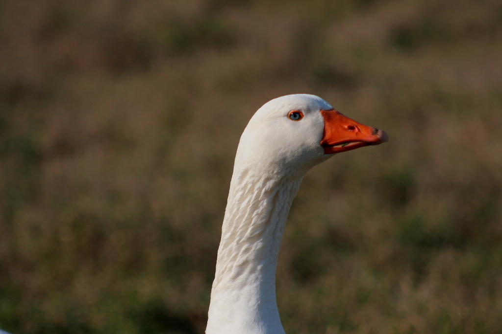 Wallpapers Animals Birds - Geese Gédéon