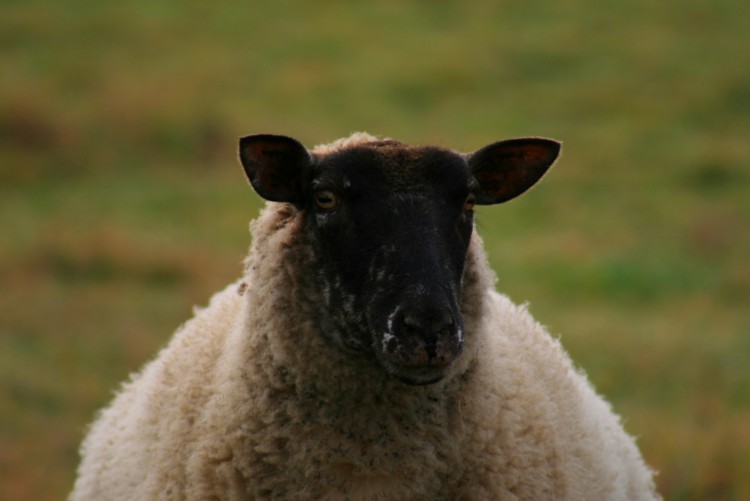 Wallpapers Animals Sheeps Madame Mouton