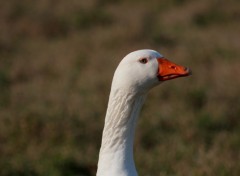 Fonds d'cran Animaux Gdon