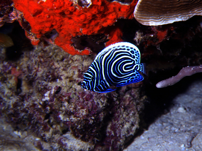 Fonds d'cran Animaux Vie marine - Poissons 