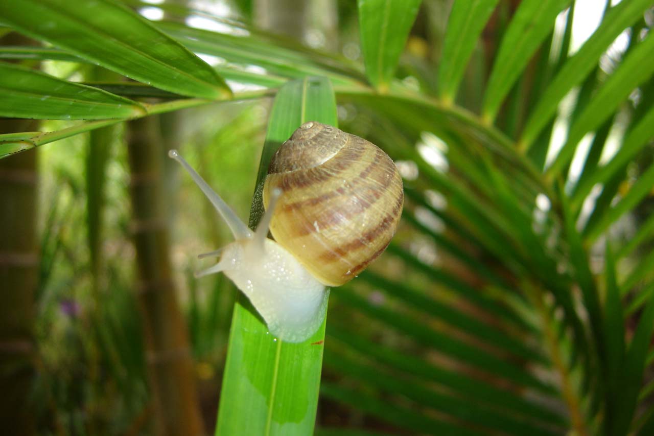 Wallpapers Animals Snails - Slugs Escago_free