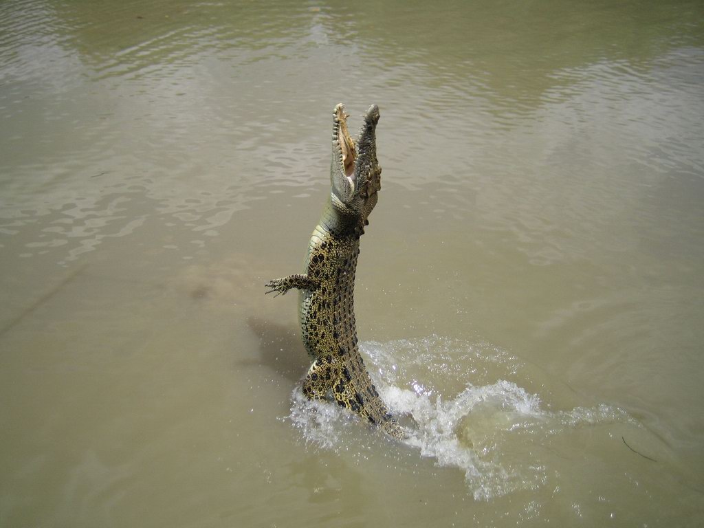 Wallpapers Animals Crocodile - Alligator - Caiman Jump Croc