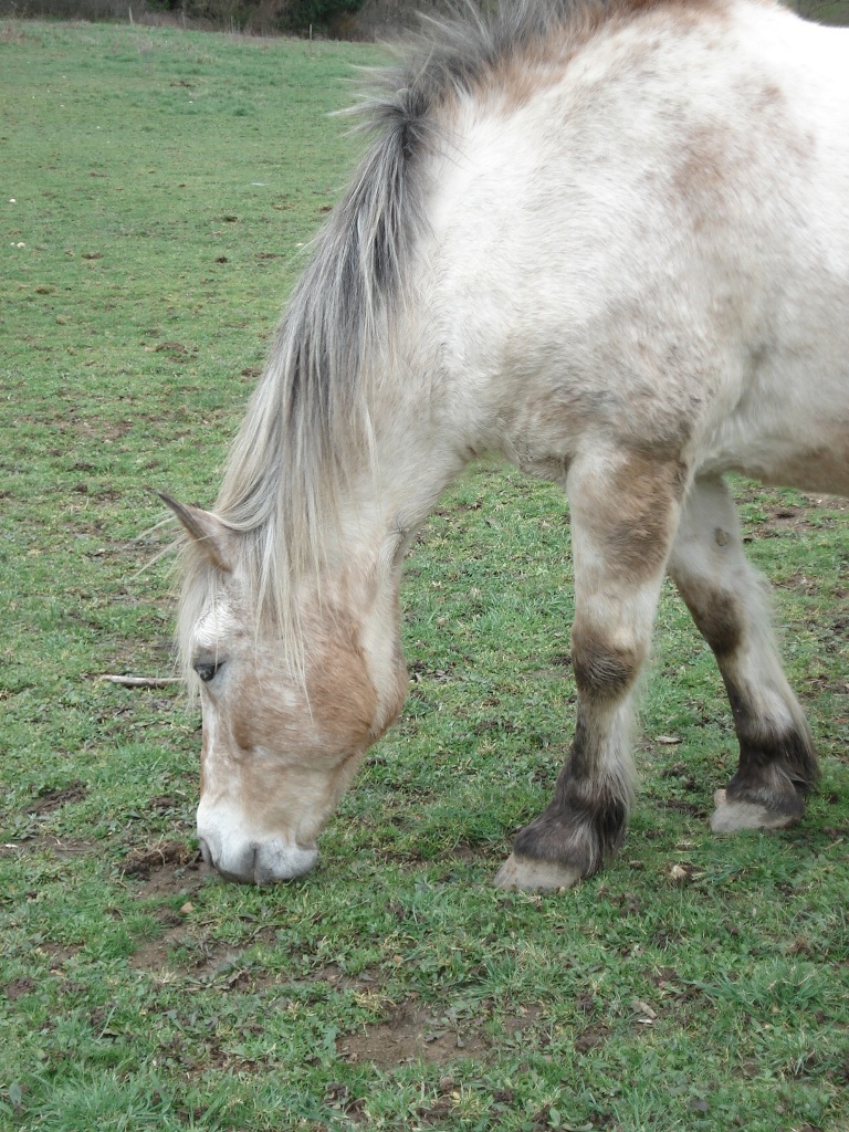 Wallpapers Animals Horses 