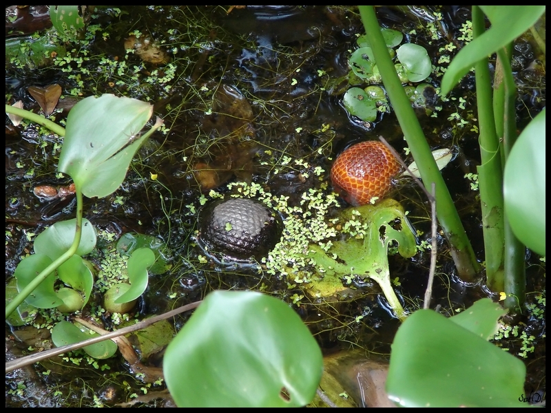 Fonds d'cran Nature Fleuves - Rivires - Torrents En fort Amazonienne...