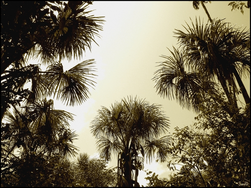 Fonds d'cran Nature Arbres - Forts Palmiers