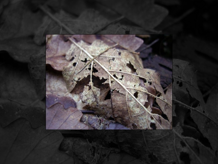 Fonds d'cran Nature Feuilles - Feuillages Feuille morte