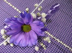 Fonds d'cran Nature Marguerites violet