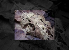 Fonds d'cran Nature Feuille morte