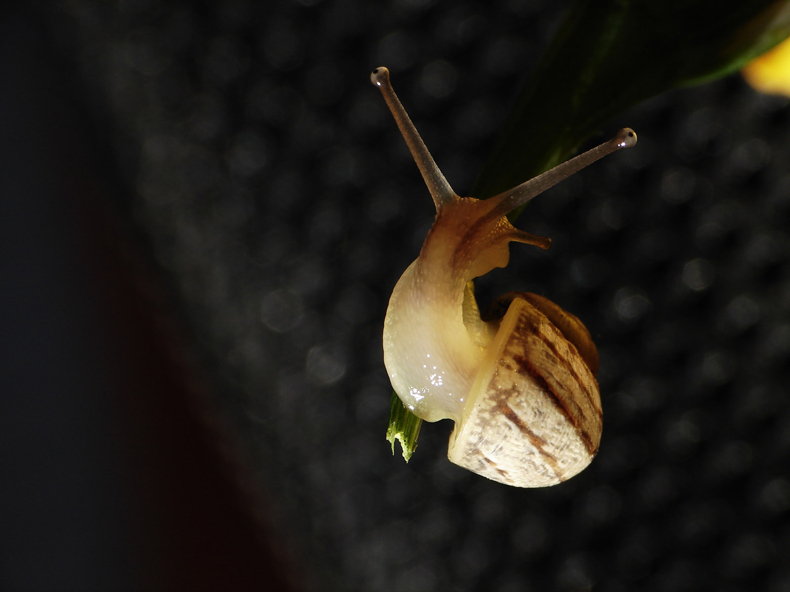 Fonds d'cran Animaux Escargots - Limaces il se cachait dans une fleur