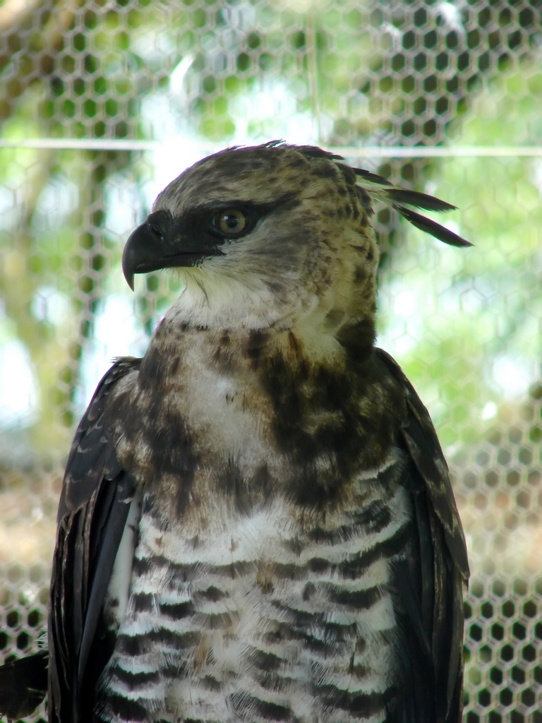 Fonds d'cran Animaux Oiseaux - Rapaces divers Rapace