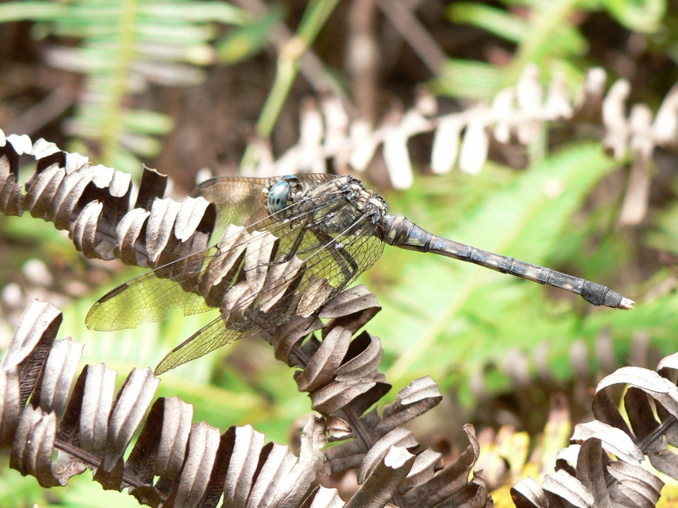 Fonds d'cran Animaux Insectes - Libellules 