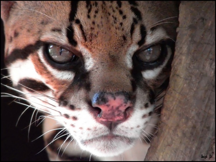 Fonds d'cran Animaux Flins - Ocelots, Margays et Oncilles Ocelot