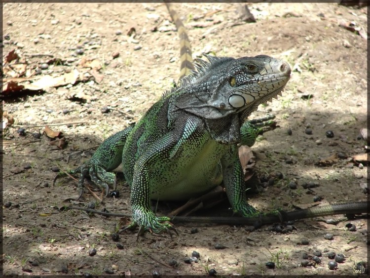 Fonds d'cran Animaux Lzards - Iguanes Iguane