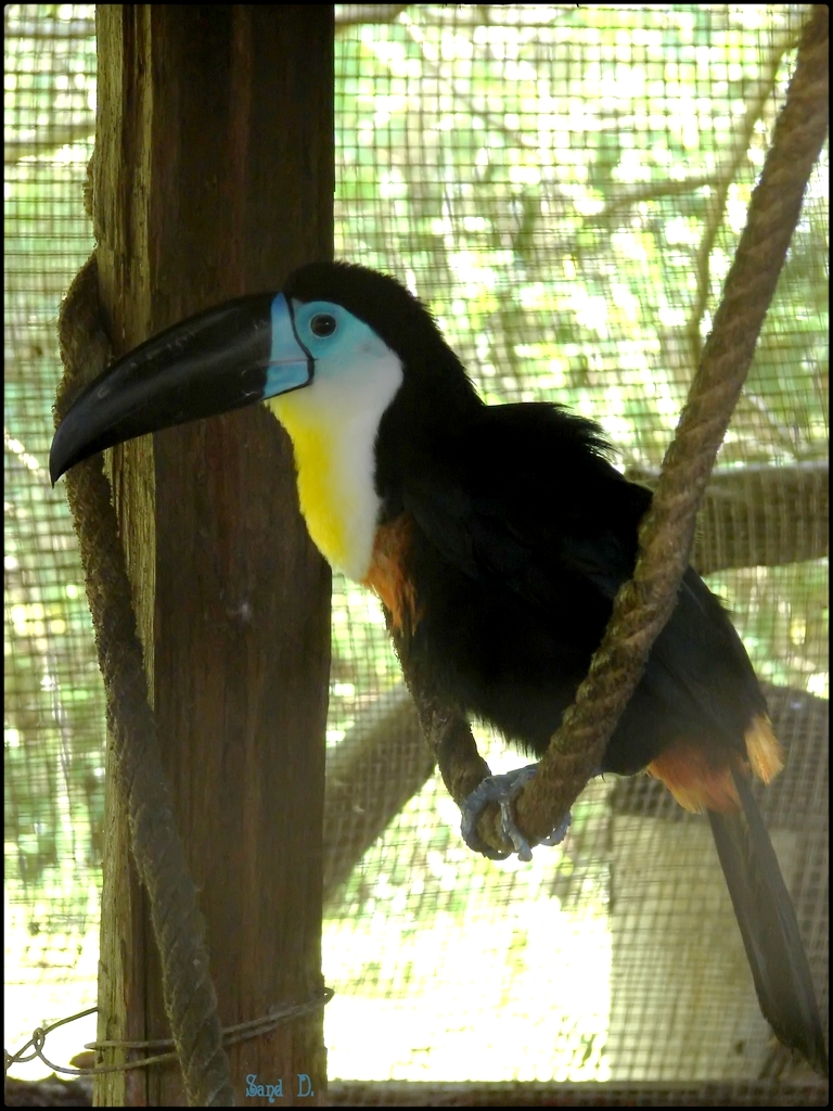 Fonds d'cran Animaux Oiseaux - Toucans Toucan Ariel