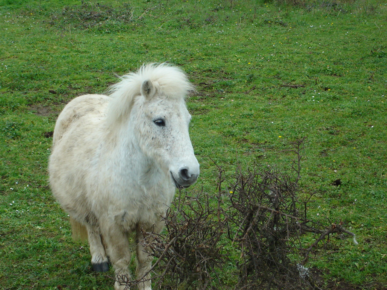 Wallpapers Animals Horses Un joli petit poney