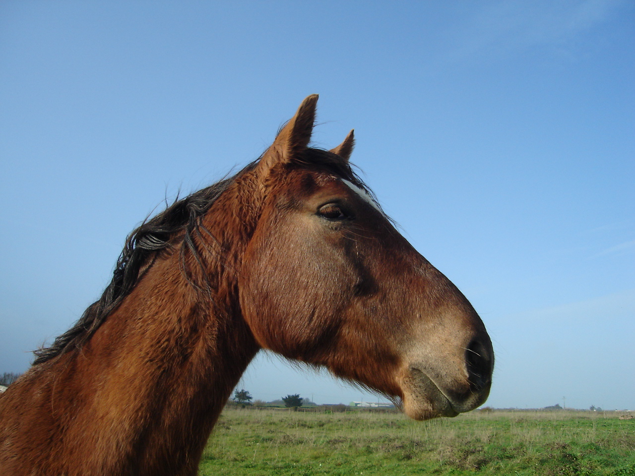 Fonds d'cran Animaux Chevaux Cheval anonyme, mais plein de charme