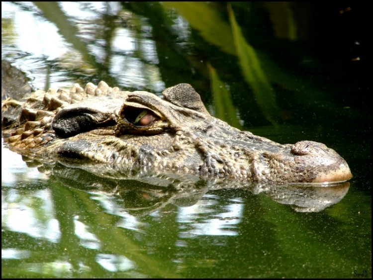 Fonds d'cran Animaux Crocodiles - Alligators - Camans Caman