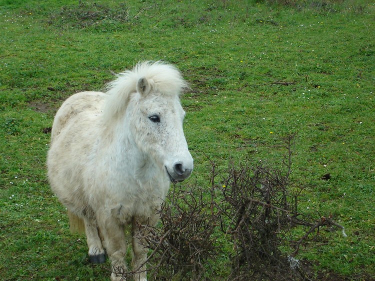 Fonds d'cran Animaux Chevaux Un joli petit poney