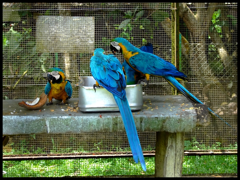 Fonds d'cran Animaux Oiseaux - Perroquets ARAS