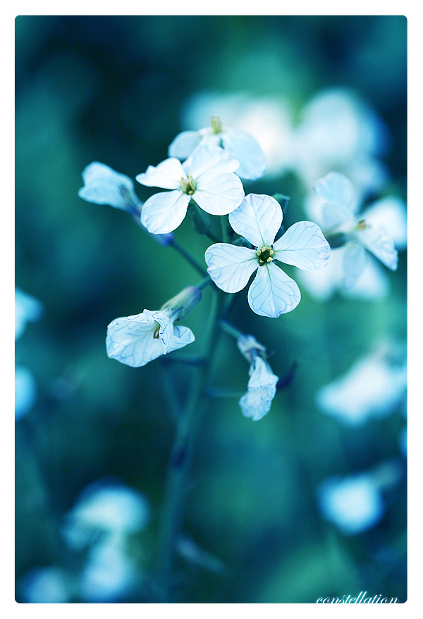 Fonds d'cran Nature Fleurs Constellation