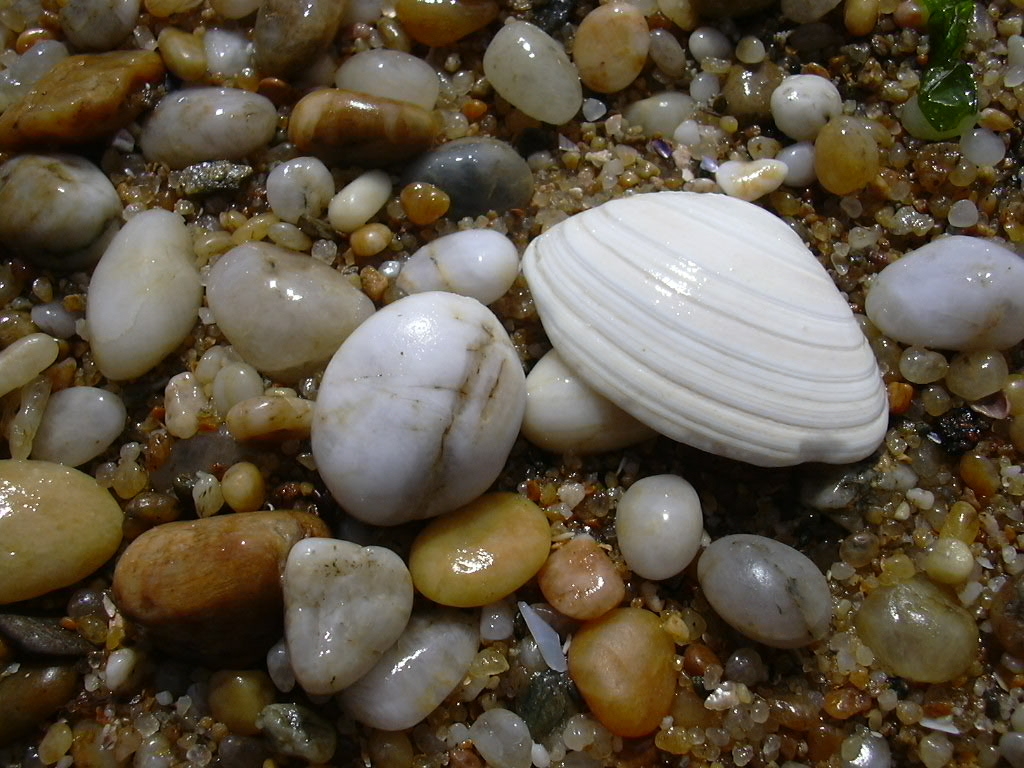 Wallpapers Nature Shells 