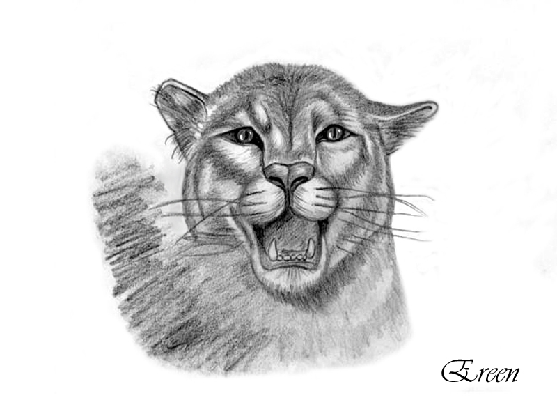 Wallpapers Art - Pencil Animals - Felines Puma