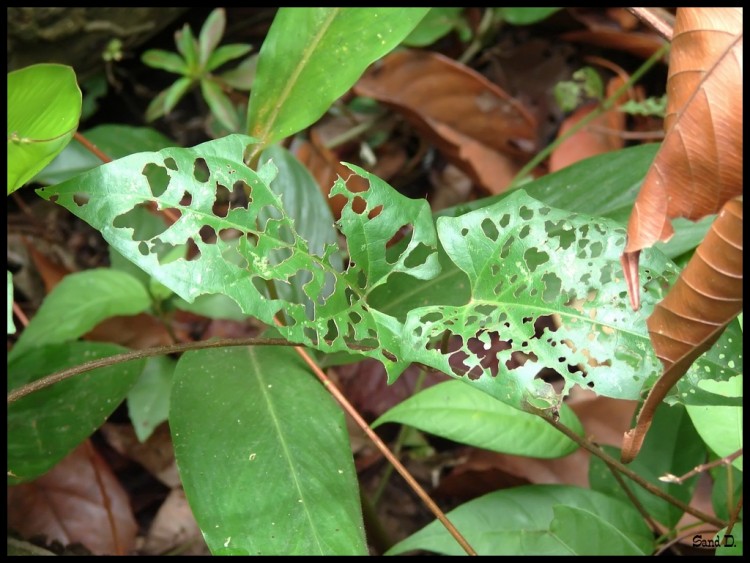 Wallpapers Nature Leaves - Foliage Dentelle verte