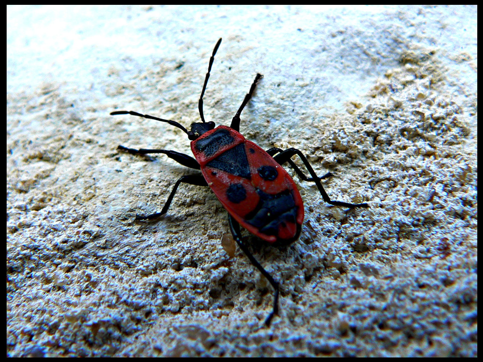 Fonds d'cran Animaux Insectes - Gendarmes le masque