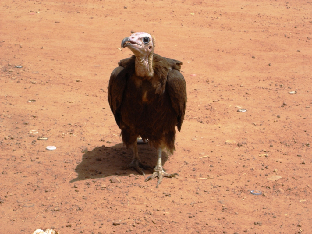 Fonds d'cran Animaux Oiseaux - Rapaces divers Vautour