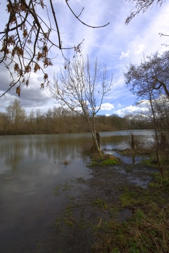 Fonds d'cran Nature Lacs - Etangs Arbre au bord de l'eau