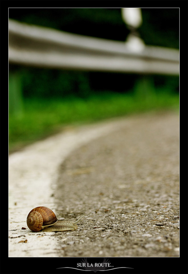 Fonds d'cran Animaux Escargots - Limaces Sur la route