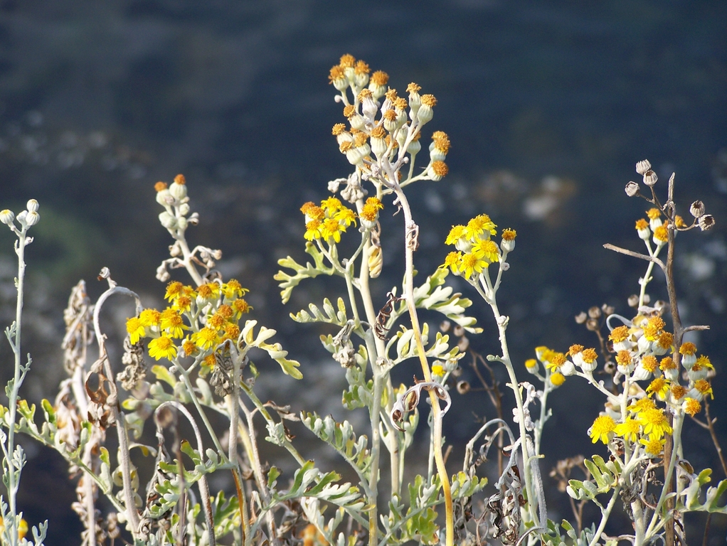 Fonds d'cran Nature Fleurs 