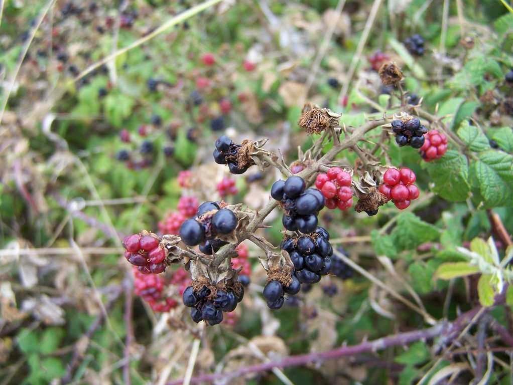 Fonds d'cran Nature Fruits 