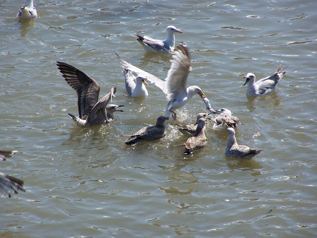 Wallpapers Animals Birds - Gulls 