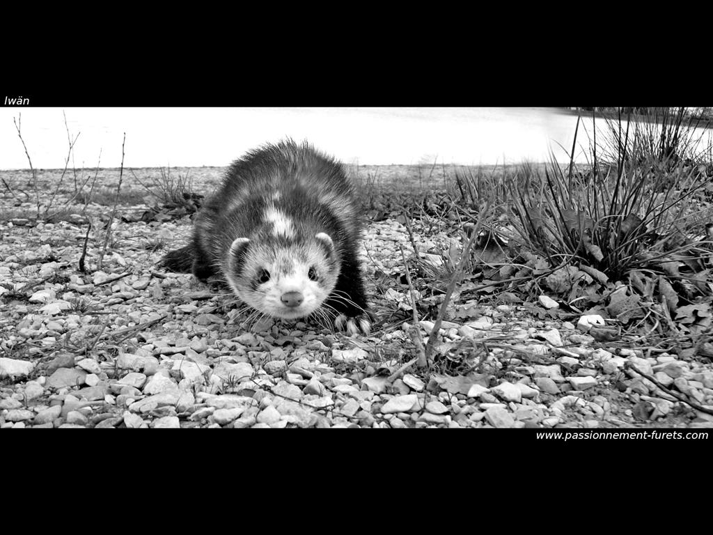 Wallpapers Animals Ferrets Iwn en promenade