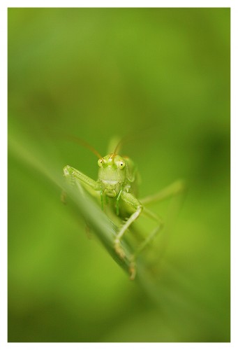 Fonds d'cran Animaux Insectes - Sauterelles et Criquets Sauterelle