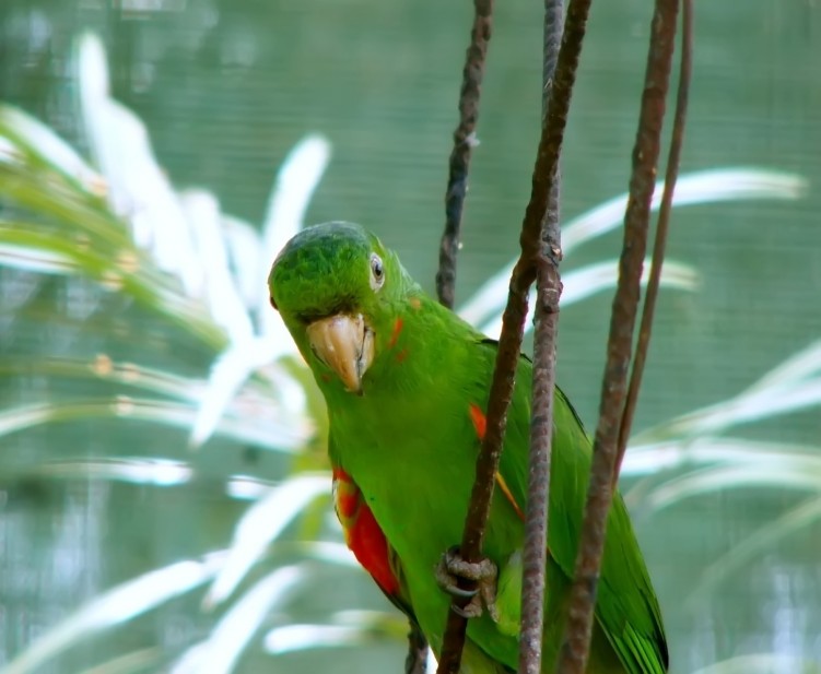 Fonds d'cran Animaux Oiseaux - Perruches Perruche