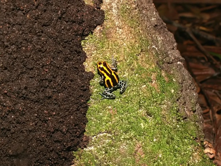 Wallpapers Animals Frogs - Toads Grenouille de carnaval