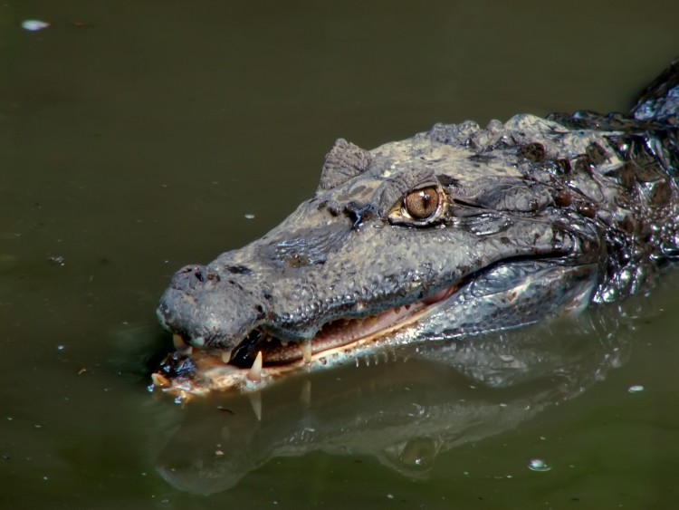 Wallpapers Animals Crocodile - Alligator - Caiman Caman