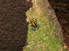 Fonds d'cran Animaux Grenouille de carnaval