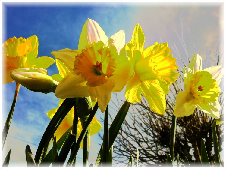 Fonds d'cran Nature Fleurs Vive la belle nature