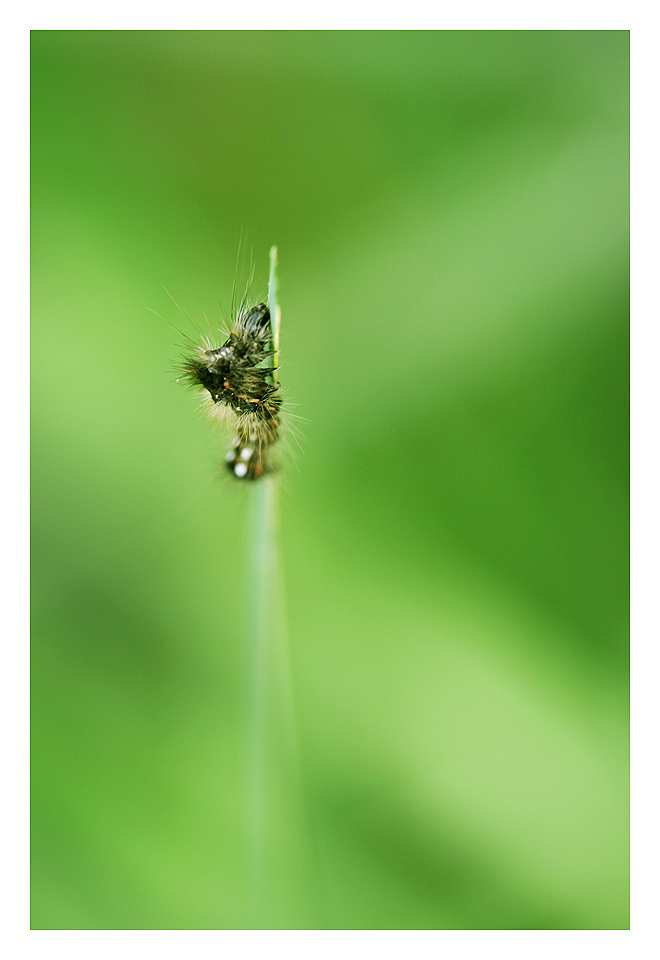 Fonds d'cran Animaux Insectes - Chenilles Aller plus haut