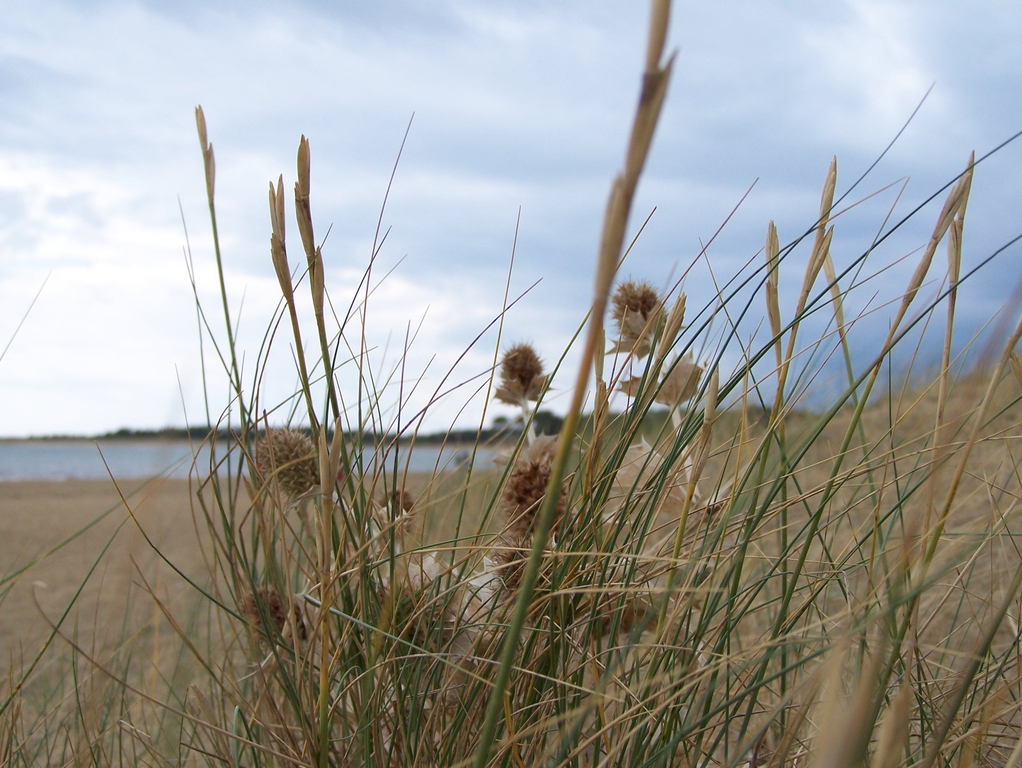 Fonds d'cran Nature Fleurs Fleurs de dunes