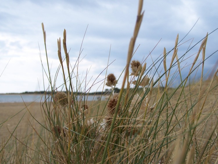 Wallpapers Nature Flowers Fleurs de dunes