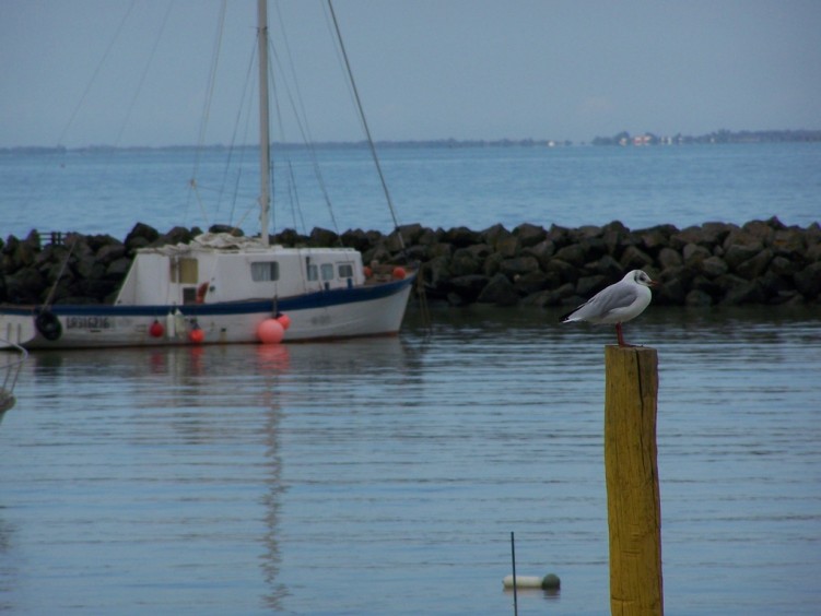 Fonds d'cran Animaux Oiseaux - Divers La mouette